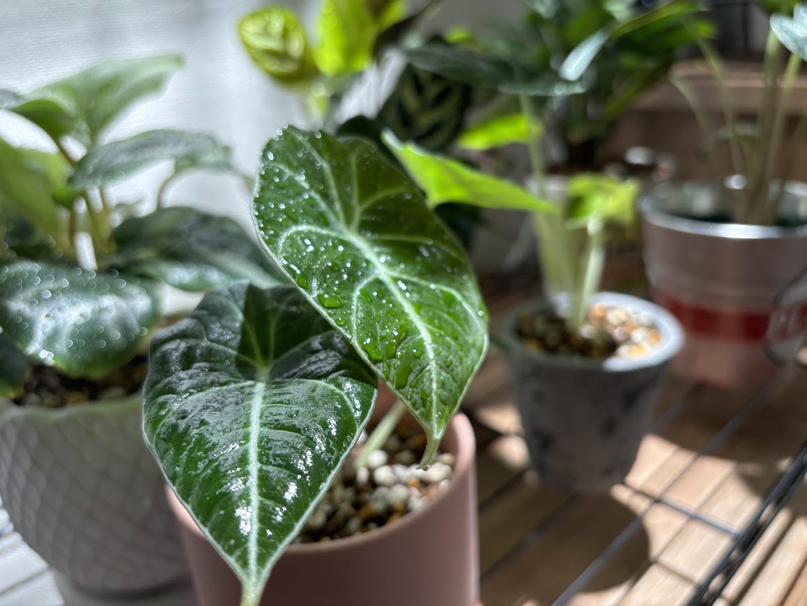 観葉植物の水やり